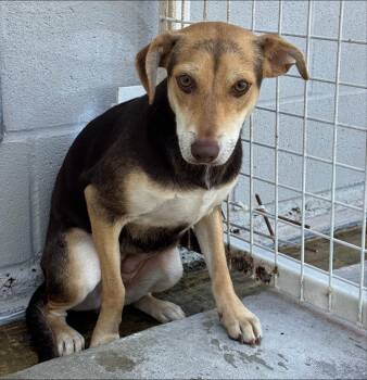 Rescue Shepherd and Smooth Fox Terrier Dogs for Adoption in Thompson Falls, Montana - Genesis | PetCurious