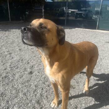 Spyro -  Saint Bernard and German Shepherd Dog Dog for Adoption in Spokane Valley, Washington - Spyro | PetCurious