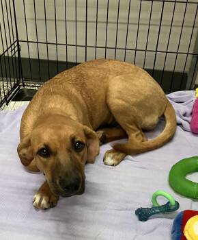 LeBelle -  Hound Dog for Adoption in Parma, Ohio - LeBelle | PetCurious