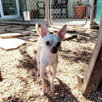 Bernard -  Chihuahua Dog for Adoption in Duncan, Oklahoma - Bernard | PetCurious
