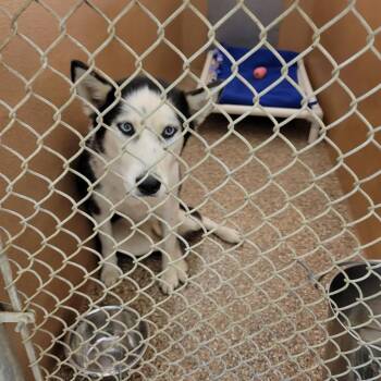 Siberian Husky Dogs Available for Adoption in Lyndhurst, Virginia - "Chelsea" | PetCurious