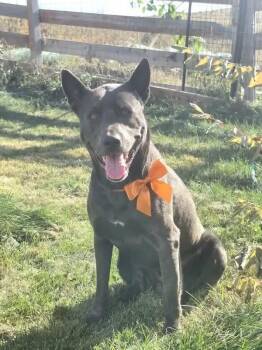 Micah -  Australian Kelpie Dog for Adoption in Thornton, Colorado - Micah | PetCurious