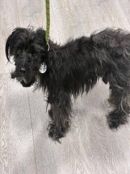 SCOTT -  Schnauzer and Mixed Breed Dog for Adoption - SCOTT | PetCurious