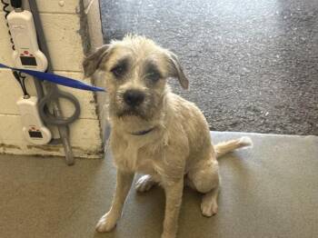 BAXTER -  Toy Fox Terrier and Mixed Breed Dog for Adoption in San Bernardino, California - BAXTER | PetCurious