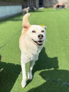 Jindo Dogs Available for Adoption in New York, New York - Haengbok | PetCurious
