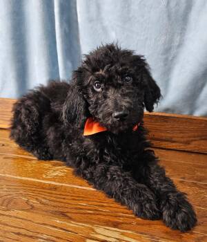 Pilot -  Standard Poodle Dog for Adoption in East Sparta, Ohio - Pilot | PetCurious