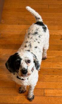 Madame Dottie -  Miniature Poodle Dog for Adoption in Hamburg, New York - Madame Dottie | PetCurious