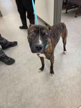 Mixed Breed Dogs Available for Adoption - Alpha | PetCurious