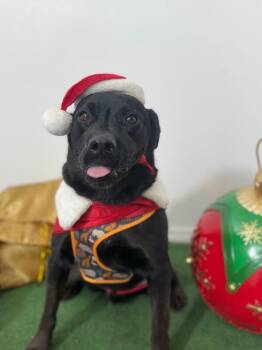 Black Labrador Retriever and Flat Coated Retriever Dogs Available for Adoption - Chimuelo | PetCurious