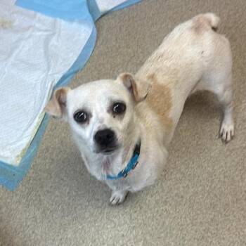 Bianca -  Chihuahua and Mixed Breed Dog for Adoption in Naperville, Illinois - Bianca | PetCurious