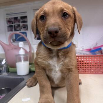 Pit Bull Terrier and Labrador Retriever Dogs Available for Adoption - Boone | PetCurious