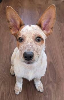 Australian Cattle Dog Blue Heeler Dogs Available for Adoption in Colorado Springs, Colorado - Rusty | PetCurious