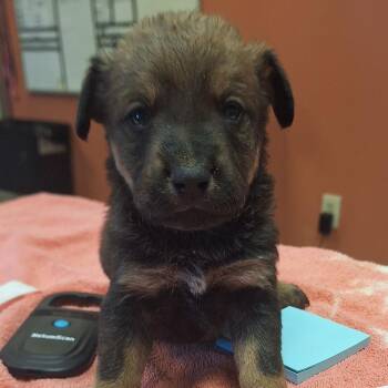 Roman -  Cattle Dog and Mixed Breed Dog for Adoption in Flagstaff, Arizona - Roman | PetCurious