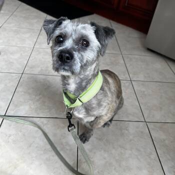 Mixed Breed Dogs Available for Adoption in New York, New York - Parsley | PetCurious