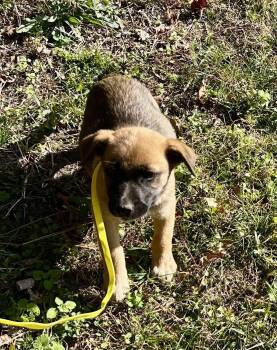 Rescue German Shepherd Dog Dogs for Adoption in Glocester, Rhode Island - Rhianna | PetCurious