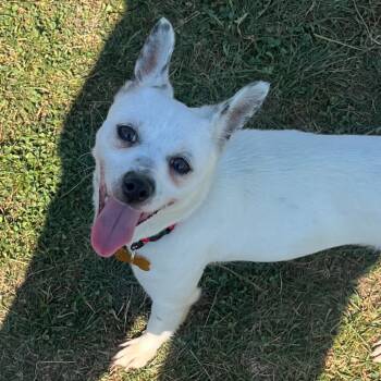 Rescue Chihuahua and Mixed Breed Dogs for Adoption in Avon, Ohio - Tazzie | PetCurious