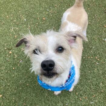 Terrier and Mixed Breed Dogs Available for Adoption in Providence, Rhode Island - Parsnip | PetCurious