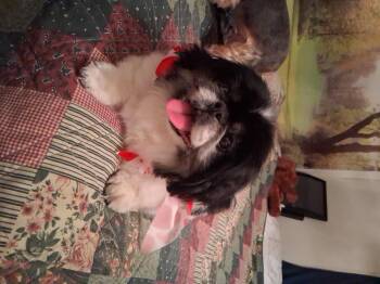 Boo Bear -  Pekingese Dog for Adoption in Indianapolis, Indiana - Boo Bear | PetCurious