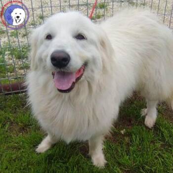 Great Pyrenees Dogs Available for Adoption in Spring, Texas - Letti | PetCurious