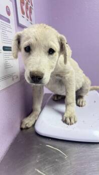 Mixed Breed Dogs Available for Adoption in El Paso, Texas - 61053879 | PetCurious