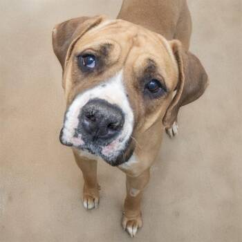 Mastiff and Mixed Breed Dogs Available for Adoption - FERRARA | PetCurious