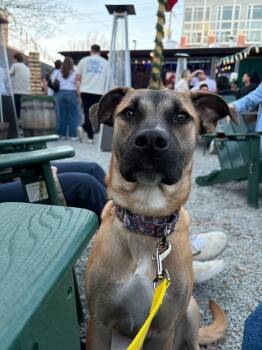 Rubina -  Terrier and Shepherd Dog for Adoption in Cornelius, North Carolina - Rubina | PetCurious