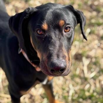 Rocky -  Doberman Pinscher and Rottweiler Dog for Adoption in Marshalltown, Iowa - Rocky | PetCurious