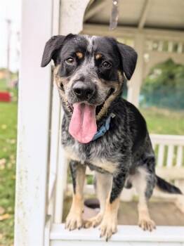 GRAYSON -  Australian Cattle Dog Blue Heeler and Mixed Breed Dog for Adoption in St. Peters, Missouri - GRAYSON | PetCurious