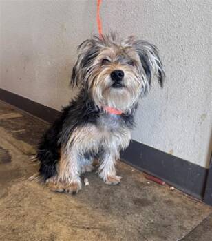REMUS -  Yorkshire Terrier and Maltese Dog for Adoption in Ontario, California - REMUS | PetCurious