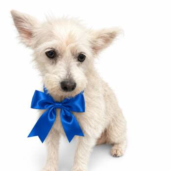 Rigby -  Mixed Breed Dog for Adoption in Columbiana, Alabama - Rigby | PetCurious