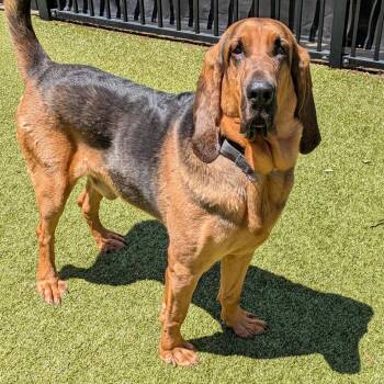 Spade -  Bloodhound Dog Available for Adoption in Charlottesville, Virginia - Spade | PetCurious