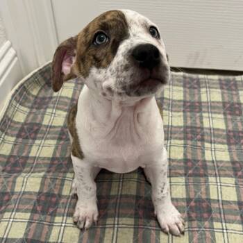 Pit Bull Terrier Dogs Available for Adoption - Lilac | PetCurious