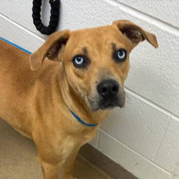 Mountain Cur Dogs Available for Adoption in Rockaway, New Jersey - Gretal GCH | PetCurious