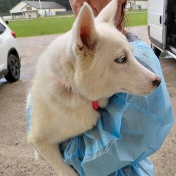DANI 6204 -  American Eskimo Dog and Mixed Breed Dog for Adoption in Loxahatchee Groves, Florida - DANI 6204 | PetCurious