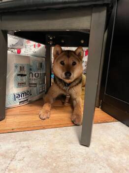 Jindo Dogs Available for Adoption in New York, New York - Thor | PetCurious