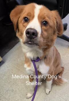 Border Collie Dogs Available for Adoption in Medina, Ohio - Teddy | PetCurious