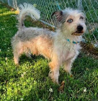 Arne -  Mixed Breed Dog for Adoption in West Chester, Pennsylvania - Arne | PetCurious