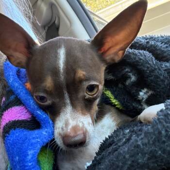 Chihuahua Dogs Available for Adoption in Ferndale, Washington - Cookie | PetCurious