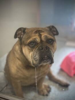 English Bulldog Dogs Available for Adoption in Stafford, Virginia - Venus  | PetCurious