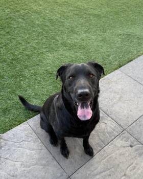 Tobey -  Labrador Retriever Dog for Adoption in Incline Village, Nevada - Tobey | PetCurious