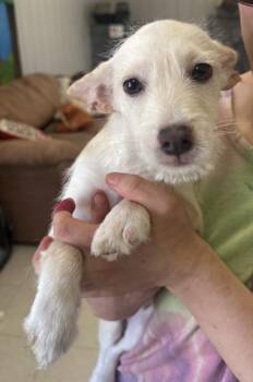 Buffy -  Terrier and Chihuahua Dog for Adoption in Lemoore, California - Buffy | PetCurious