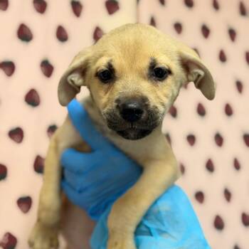 Marlowe -  German Shepherd Dog and Terrier Dog for Adoption in San Antonio, Texas - Marlowe | PetCurious