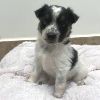 Cattle Dog and Mixed Breed Dogs Available for Adoption in Salt Lake City, Utah - Barrel | PetCurious