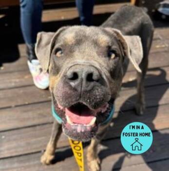 Rescue Pit Bull Terrier Dogs for Adoption in Philadelphia, Pennsylvania - Slim Jim | PetCurious