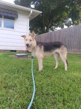 DIXIE (NYC) -  Airedale Terrier and German Shepherd Dog Dog for Adoption in Klein, Texas - DIXIE (NYC) | PetCurious