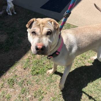 Marcy -  Shar Pei and Mixed Breed Dog for Adoption in Palestine, Texas - Marcy | PetCurious