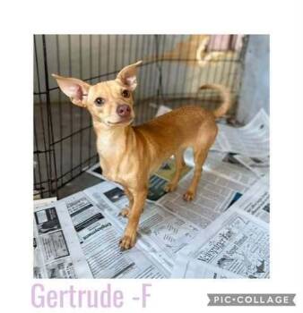 Chihuahua Dogs Available for Adoption - Gertrude Stein | PetCurious