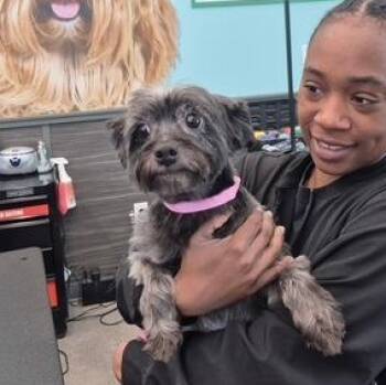 Maddy -  Shih Tzu and Terrier Dog for Adoption in Williamsburg, Virginia - Maddy | PetCurious
