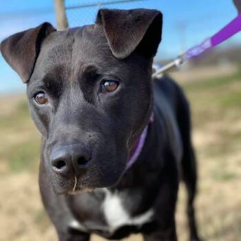 Rescue Black Labrador Retriever Dogs for Adoption in Tunica, Mississippi - Sheba | PetCurious