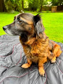 Dachshund Dogs Available for Adoption in Bellingham, Washington - Prada | PetCurious